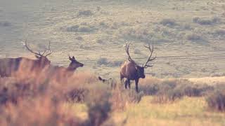 Colorado GMU Unit 61 Hunting Information