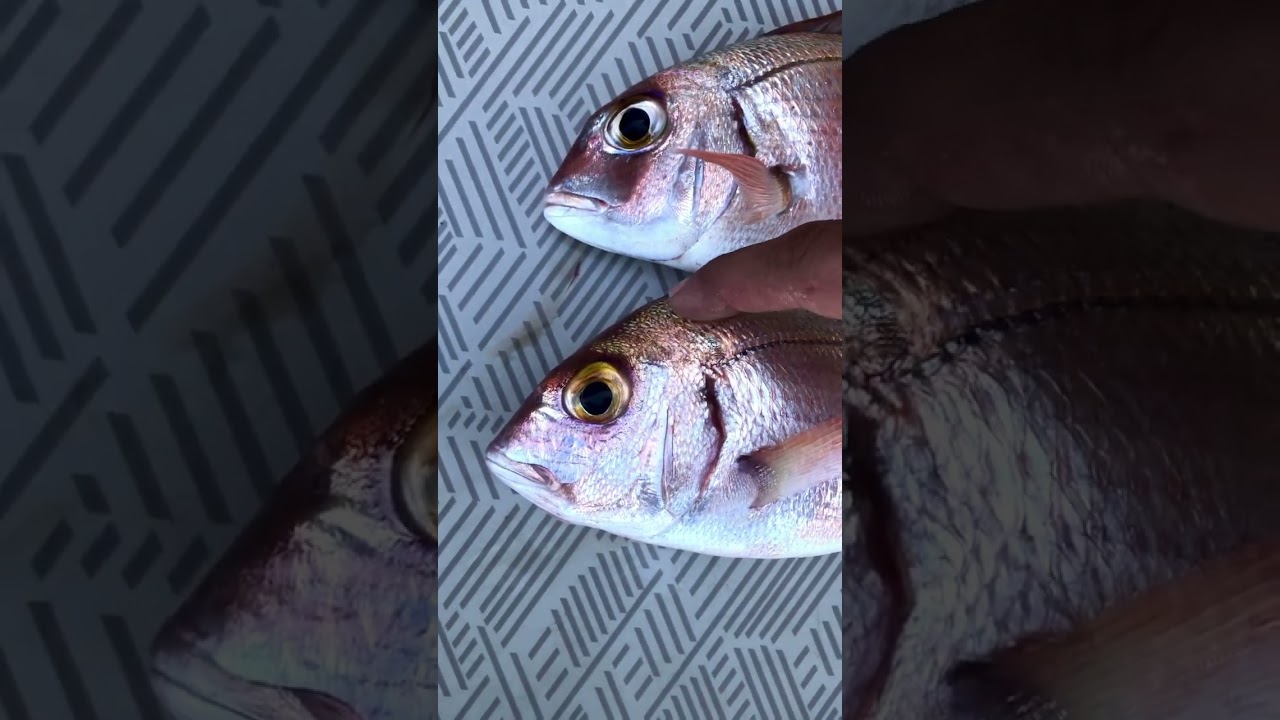Diferencia entre Breca (Pagellus erythrinus) y Pargo (Pagrus Pagrus) 