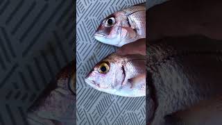 Diferencia Entre Breca Pagellus Erythrinus Y Pargo Pagrus Pagrus