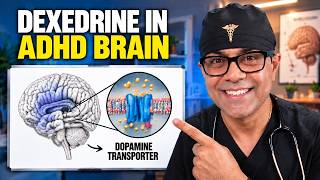 How Dexedrine Works in the ADHD Brain
