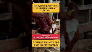 Трудоустройство на молочную ферму в Великобритании