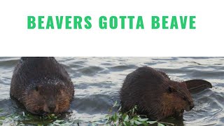 Beavers Gotta Beave … 2 Beavers Doing What Beavers Do