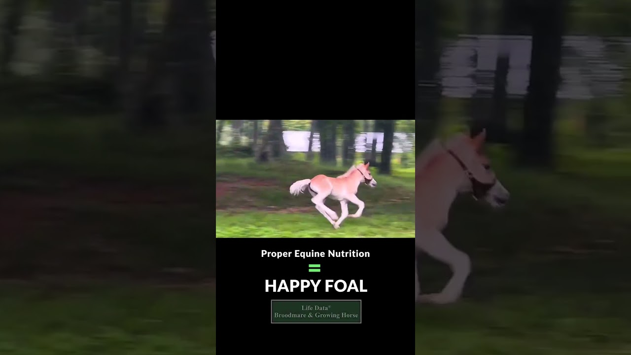 A foal’s nutrition is reflected in its body condition, energy levels, & overall health. 