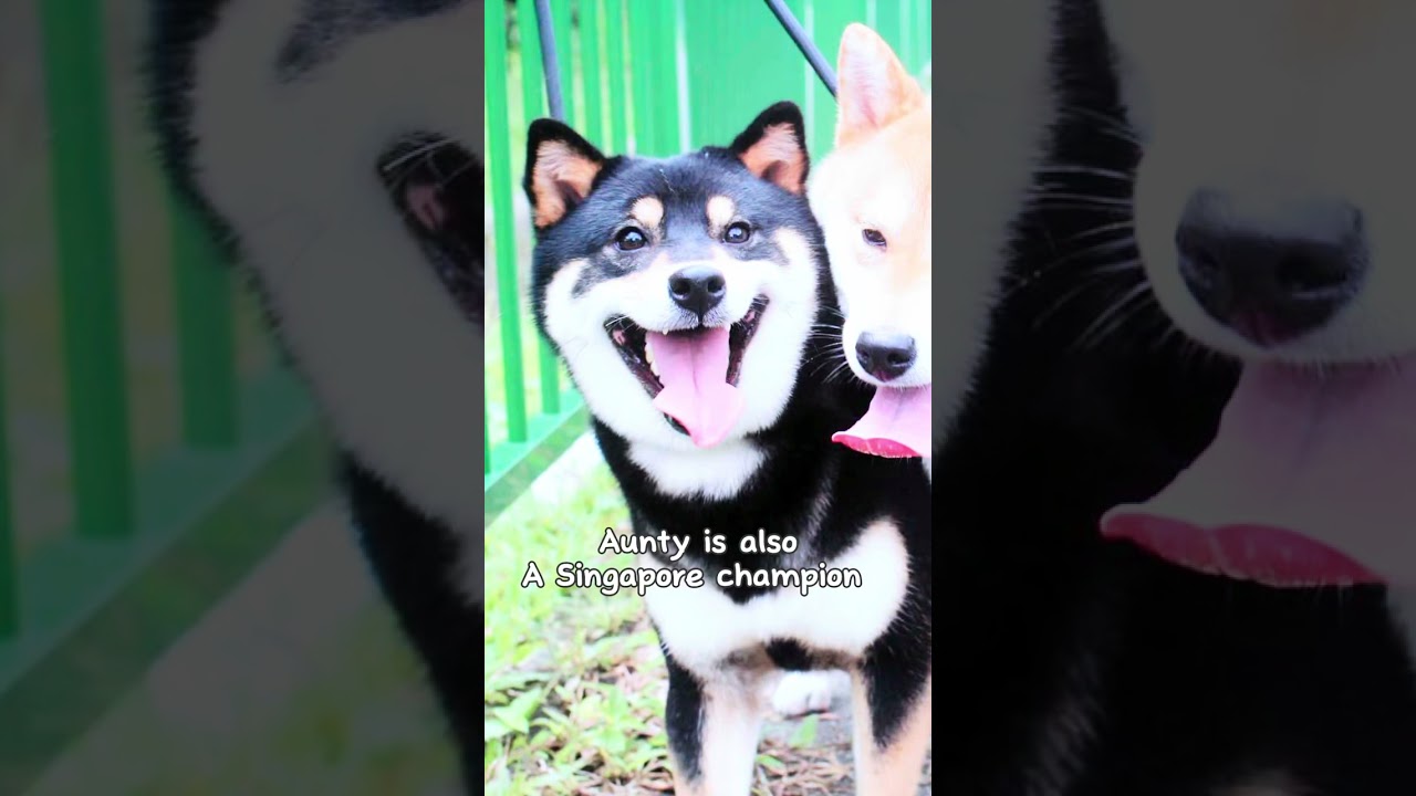 Sesame Shiba Inu Singapore - YouTube
