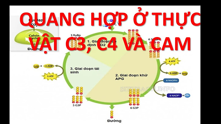 Chu trình canvin xảy ra ở nhóm thực vật nào năm 2024