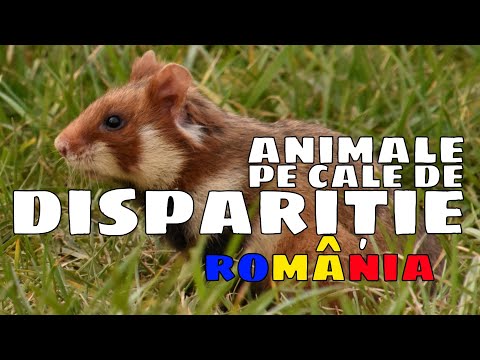 ANIMALE PE CALE DE DISPARITIE DIN ROMANIA | STIINTELE NATURII | LECTIA LA ZI
