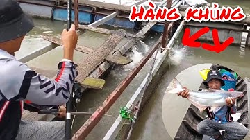 Câu Cá Tra Sông Tiền ✅ Chạm Mặt Với Cá Tra Khủng |Đại Miền Tây Vlog