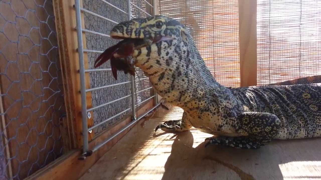Aja The Nile Monitor ナイルオオトカゲの飼育 ザリガニを食べます Youtube