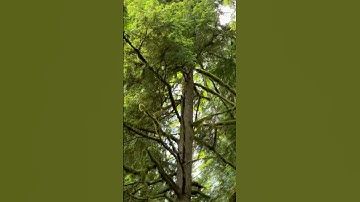 Careful…Widow Maker.  #upthehill #widowmaker #trees #dangerous #woods #nature #logging