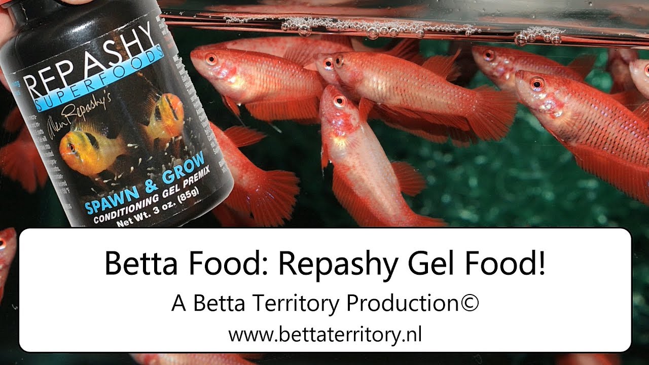 Betta Food: Repashy Gel Food - YouTube