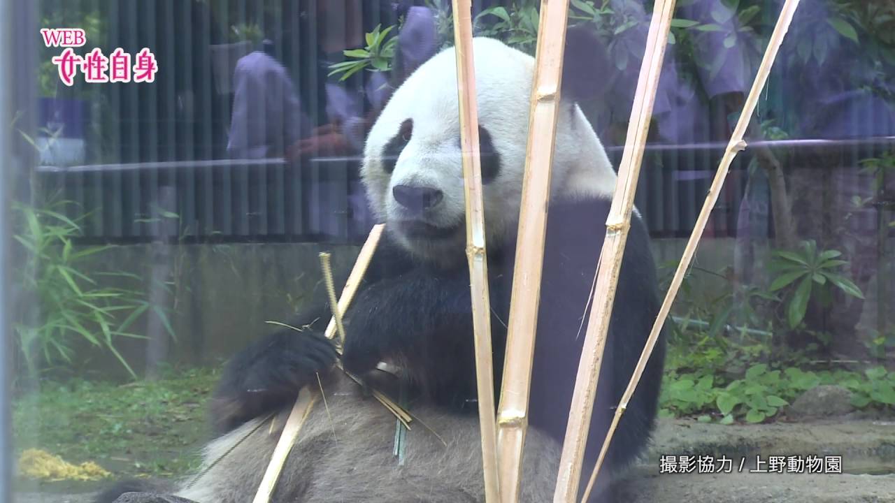 【笹食ってる場合じゃねぇ！】ジャイアントパンダ、竹を食う