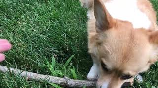 Corgi landscaping help by Jackie Sullivan Passetti 81 views 6 years ago 17 seconds