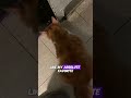 My Favorite Thing To Do #cat
