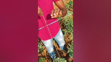 Tying up Tomato plants!!👆🏻 Tomato farming! 🍅 Day 30 #farminglife #tomato #tying #idea #short