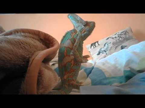 Video: Zastrti Kameleon - Chameleo Calyptratus Calyptratus Pasmina Gmizava Hipoalergena, životni Vijek