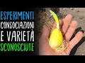 COLTIVARE L'AGLIONE CON MELANZANE E PEPERONI