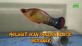 Ikan Golden Black Beranak Banyak Sekali Anaknya