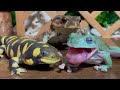 6.5 million views ✨ Strongest trio 🐸 Frog & Toad & Salamander