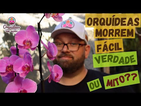 ORQUÍDEAS MORREM FÁCIL - VERDADE OU MITO? - thptnganamst.edu.vn