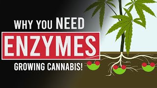 Using Enzymes to improve Cannabis Production!