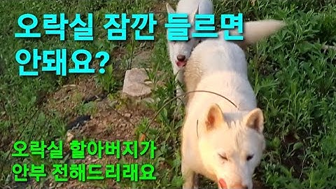 SB150 대장님! 오락실 할아버지 인사만 하고 올께요 (놀다갈까? 말까?) 먼져가세요 ㅋㅋㅋ korean  dog