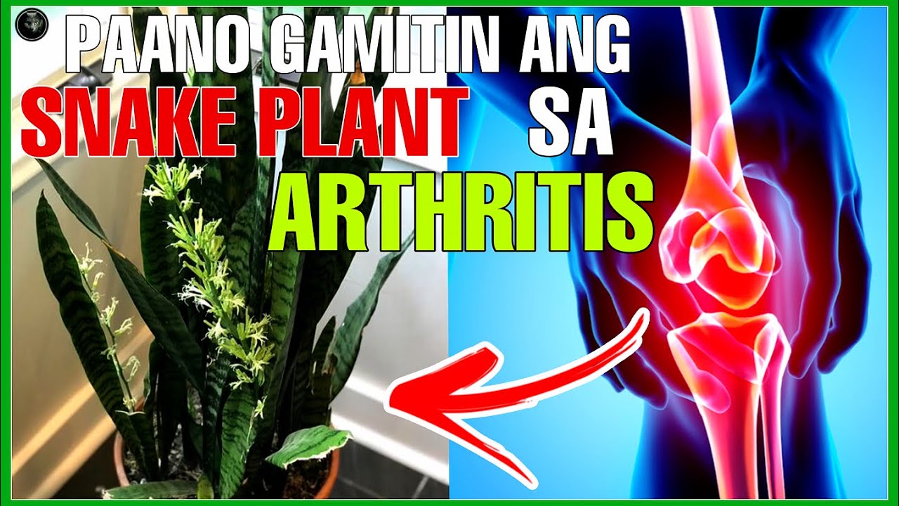 PAANO GAMITIN ANG HALAMANG SNAKE PLANT SA ARTHRITIS AT MGA SAKIT SA TUHOD |  Bhes Tv