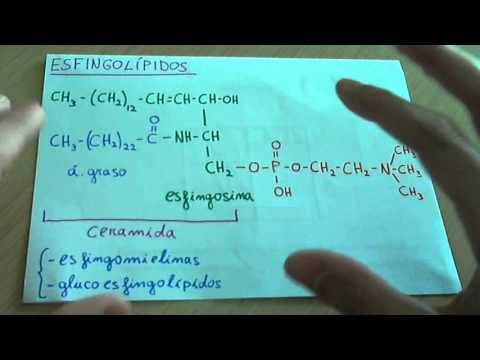 Video: ¿La esfingosina es hidrófoba o hidrófila?