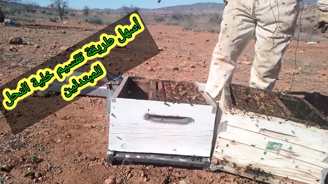 طريقة تقسيم خلية النحل في نفس المكان/كيف تضاعف خلايا النحل دون عناء/سر تقسيم خلية النحل #