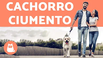 Porque meu cachorro sente ciúmes do dono?