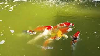 A Flock of colorful Fish Playing in the Sea by United Trends Network #kidsvideo