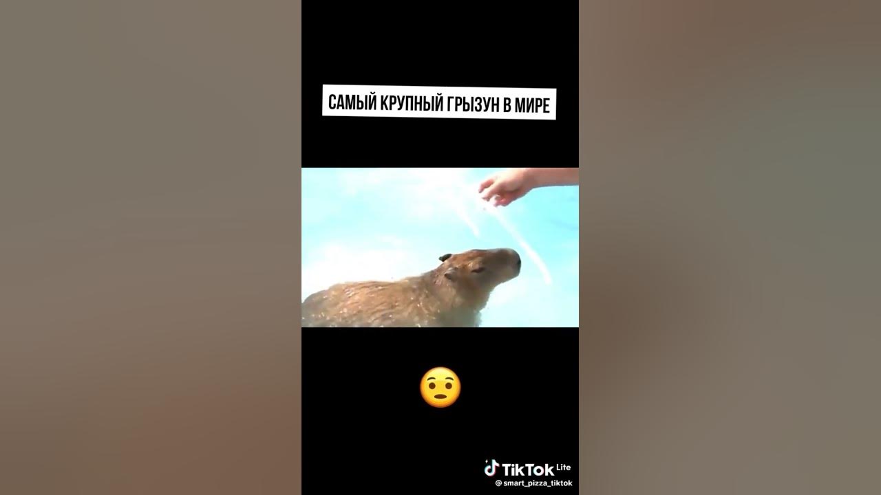 КАПИБАР - YouTube
