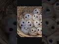صغار البومة Owl 