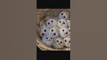 صغار البومة Owl 