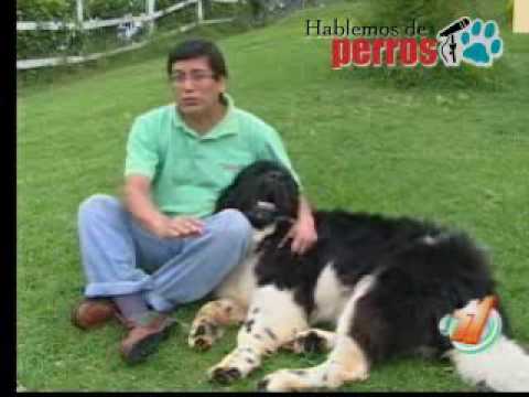 HABLEMOS DE PERROS LOS TERRANOVAS