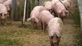 ⁣China's love affair with pork creates pollution problem
