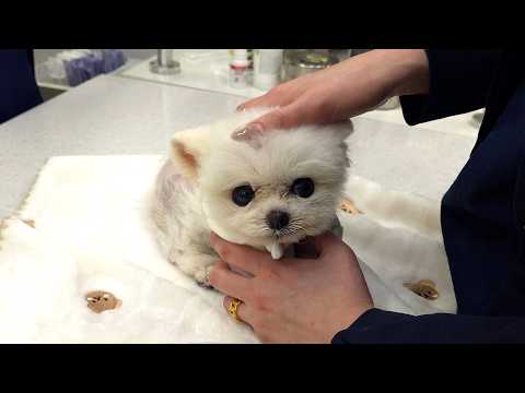 폐렴 3번, 고열, 저체온, 영양실조 까지ㅠㅠ 퐁키에게 2주 동안 일어난 일