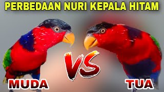 Cara membedakan burung nuri kepala hitam yang masih muda dengan yang sudah tua