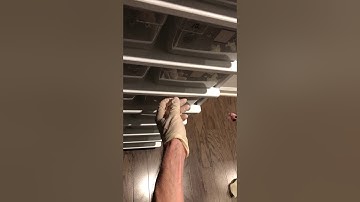 Feeding Baby Blue Line Green Tree Pythons First Meals - Slightly tough feeder 1