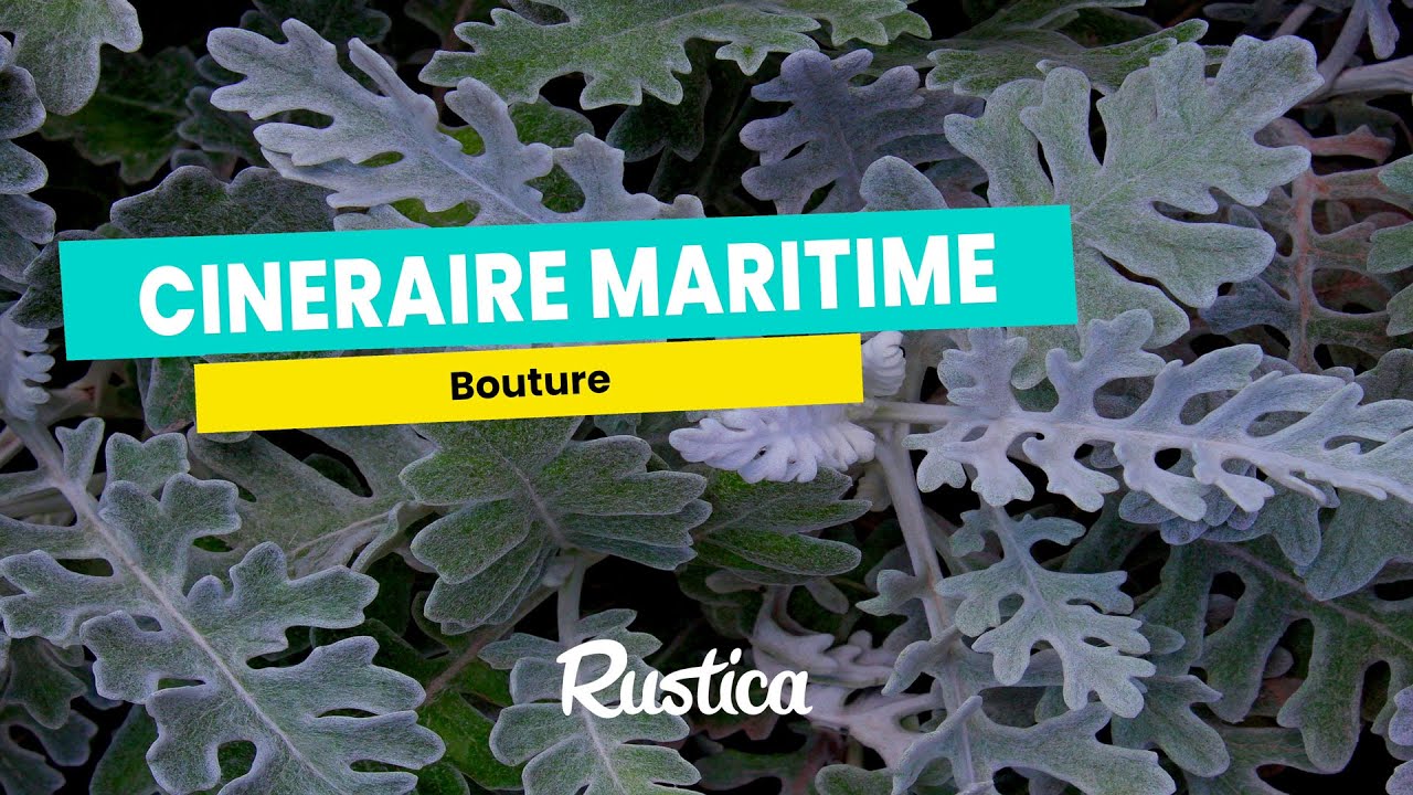 Bouturer une cinéraire maritime