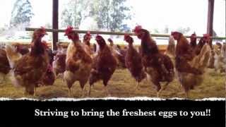 Glaum Egg Ranch Organic Hens 2012