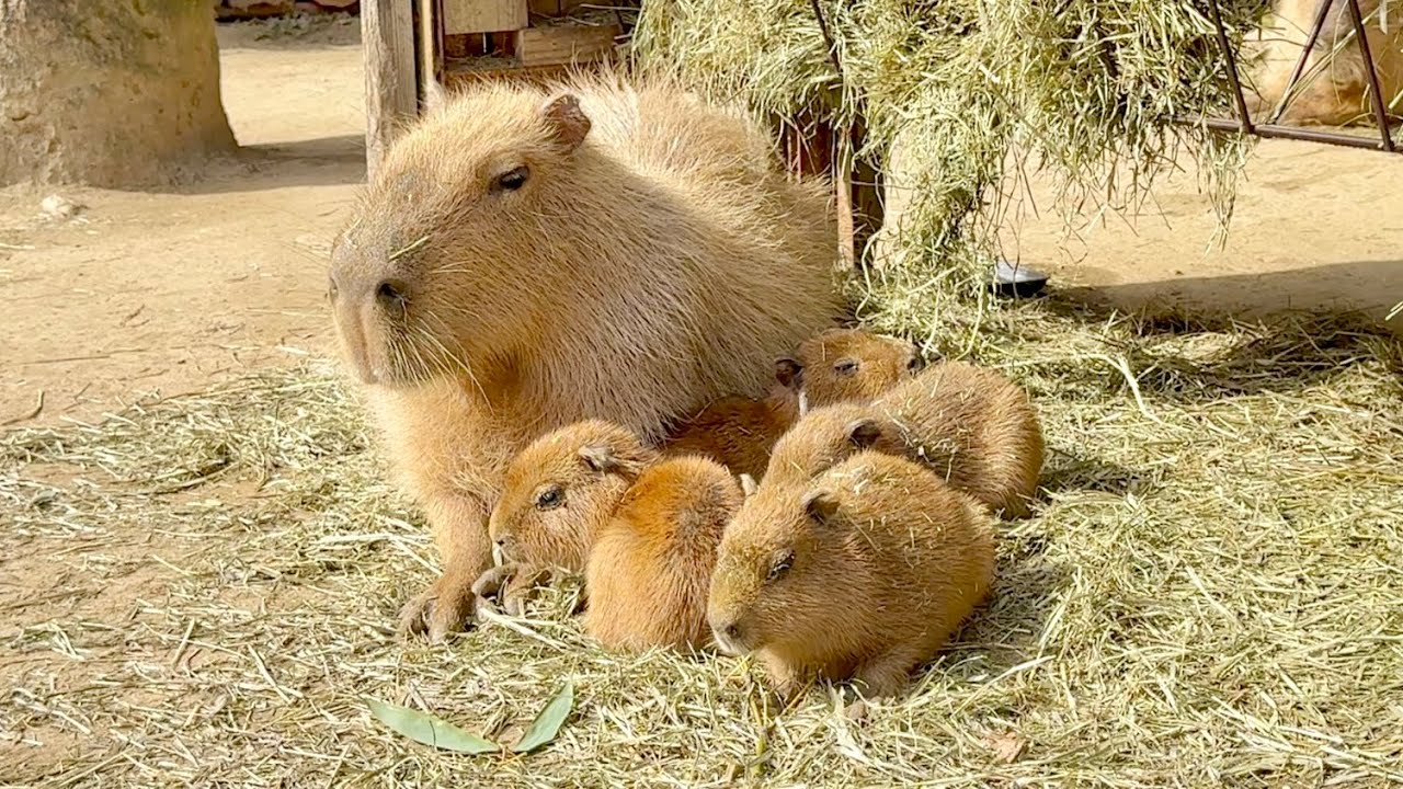 赤ちゃんカピバラいっぱい💛大・小・極小のかわいいもふもふ達