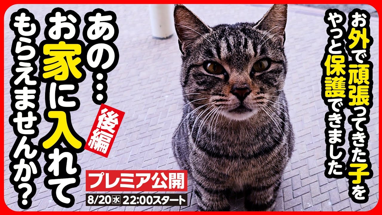 【外猫 保護】やっと家猫になれたね…過酷なお外で生き抜いてきた地域猫を保護しました【後編】