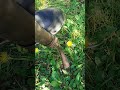 Лопата для выкапывания одуванчиков #diy