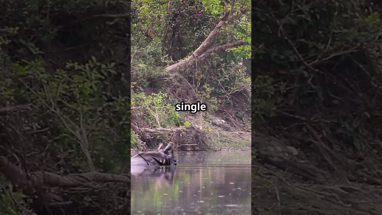 12 Million-Year-Old Rhino Fossils Discovered Under Volcanic Ash in Nebraska!"