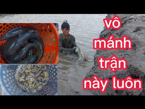 Video đi bắt tôm tích biển đã trúng còn gặp phải hang cá... - youtube