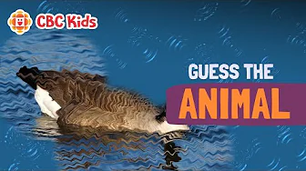 Guess This Canadian Water Bird! | CBC Kids
