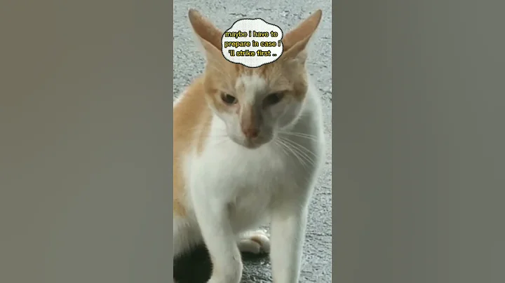 Watch the video about Cats talking.(jun-jun) the cat..#viral #shortvideo #short #funnycats #funny #shorrsfeed