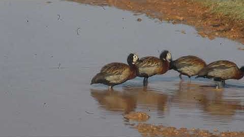 White faced whistling Ducks in Amboseli