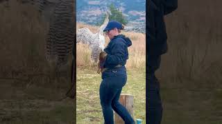 BC's Aerial Hunters: Discover Grassland Raptors #raptor #conservationeducation #grasslandecology