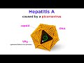 Hepatitis A (Hepatovirus A)